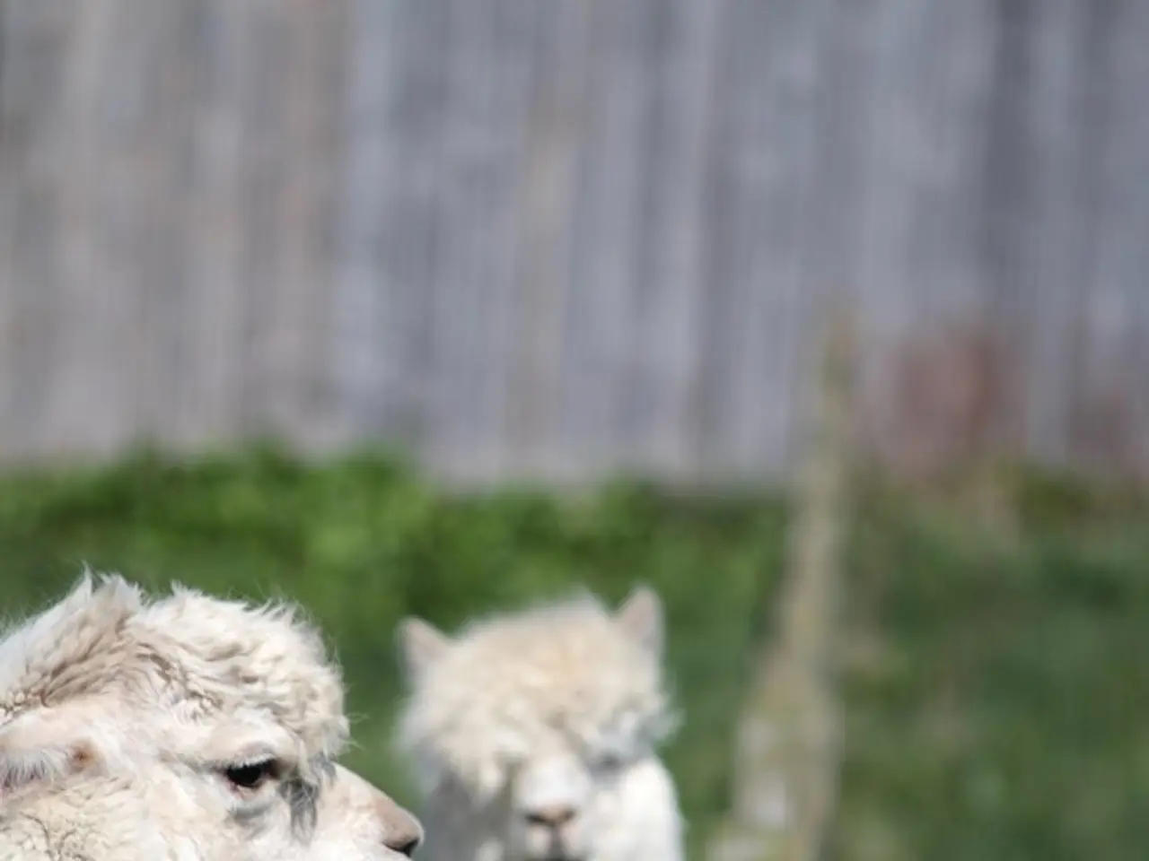 Whangamomona Republic's Election Day: When I Cast a Ballot for a Feline Candidate