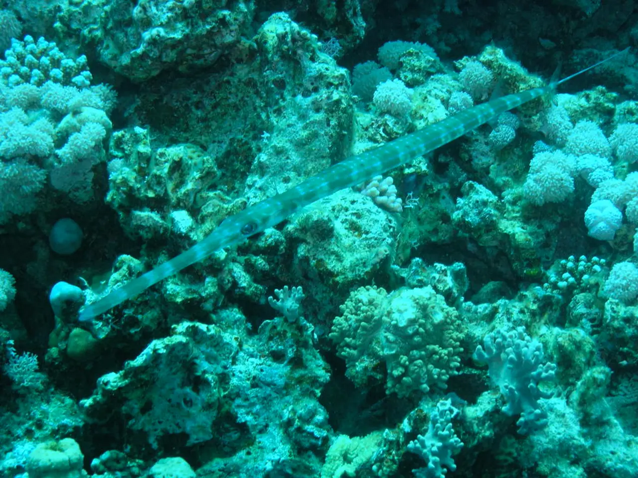 Free Printable Colorful Illustrations of Marine Life