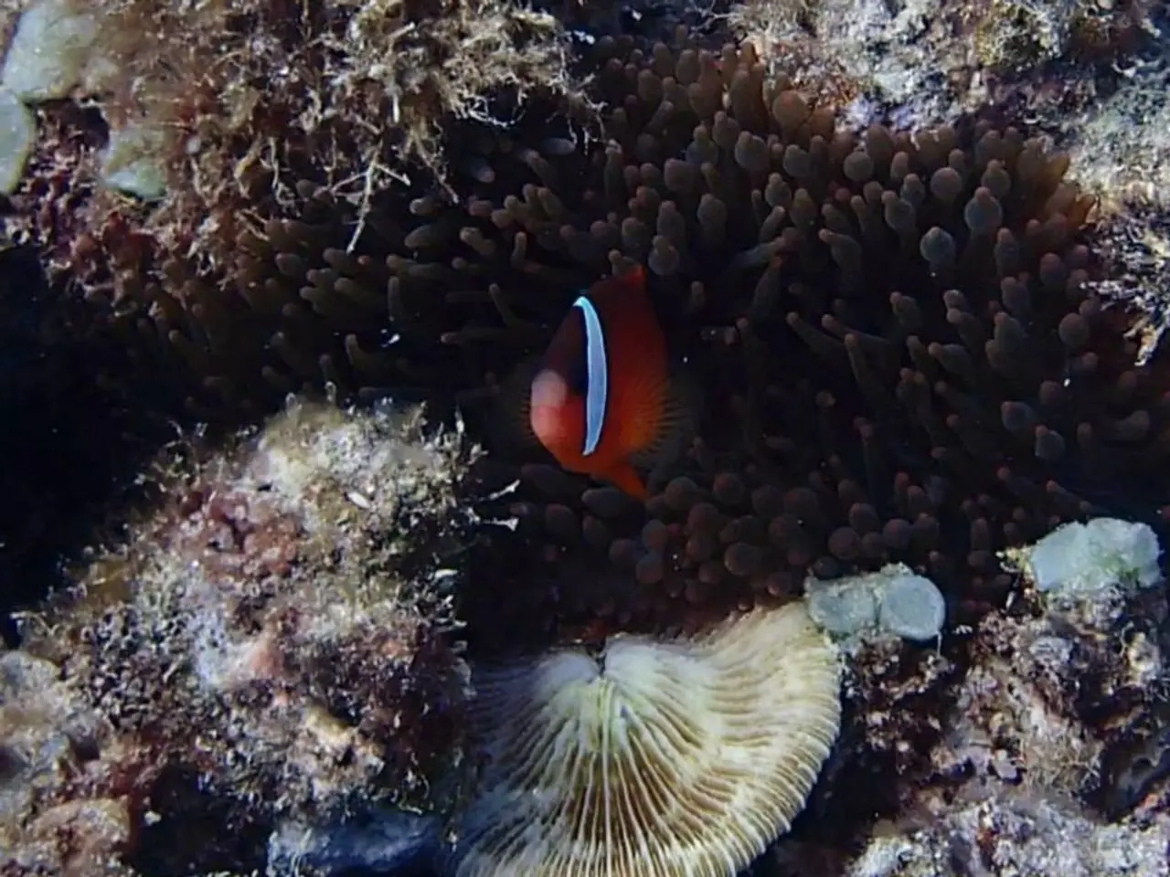 Mike's Beachfront Accommodation in Dauin