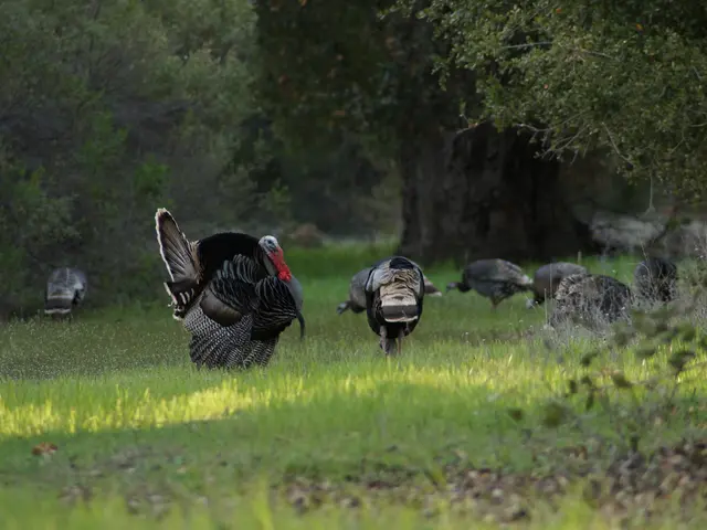 Tourism businesses in the local area remain vigilant as tensions between Israel and Iran escalate,...