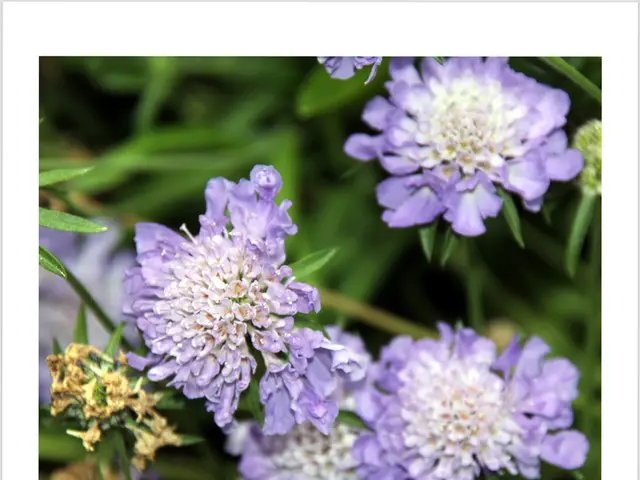 Lani: Significance, Origins, and Unique Tidbits