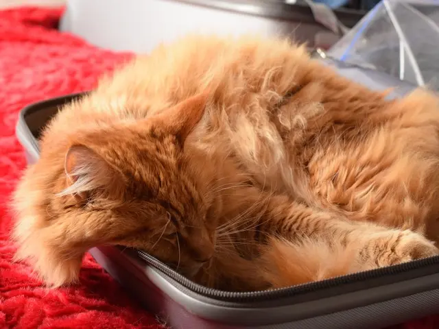 Carrying a Feline in a Knapsack: A Cat Trainer's Perspective on Its Ethical Implications