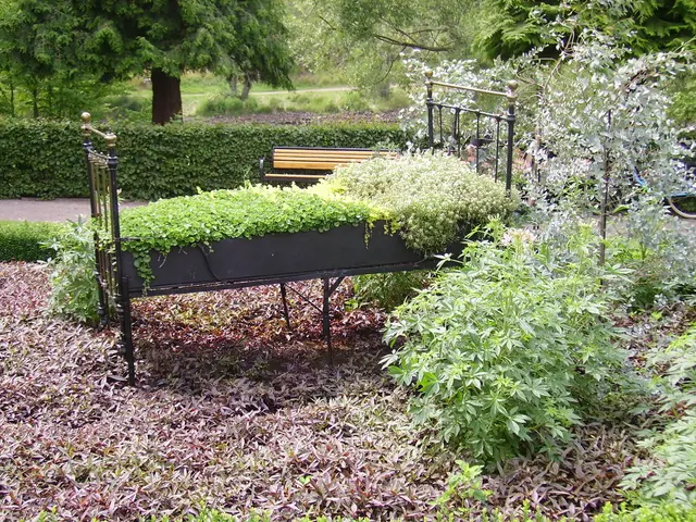 Various Terrarium Vines to Captivate You, Accompanied by Tips on Decorating Your Terrarium