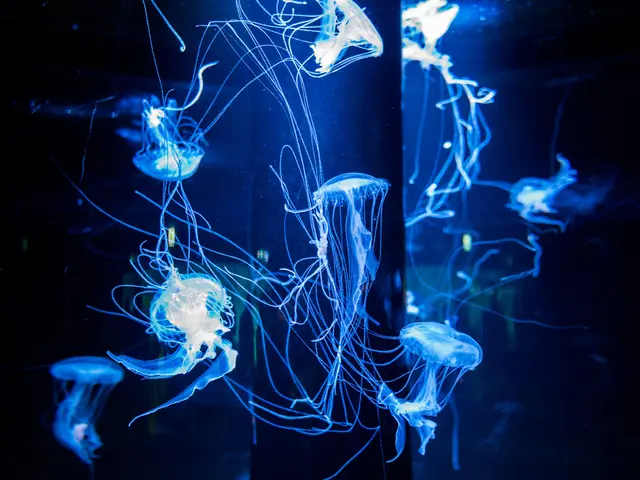 Capturing Images of Jellyfish Sanctuaries