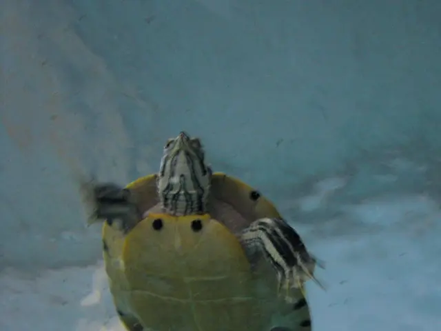 Largest Island Among the Captivating British Virgin Islands