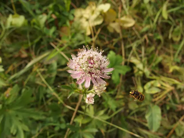 Methods for Eliminating Aphids from Milkweed without Harming Caterpillars: Secure and Efficient...