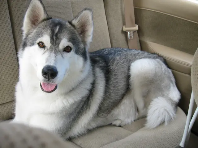 Airline Mix-Up in Mérida: Viva Aerobus Accidentally Transported a Pooch Instead of a Passenger's...