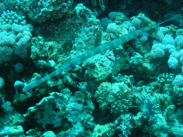 Free Printable Colorful Illustrations of Marine Life