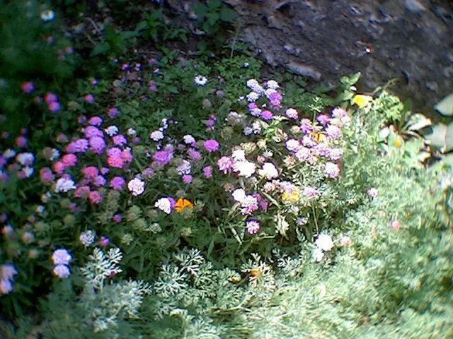 Nurture a Thriving Habitat for Pollinators with These 6 Indigenous Blooming Shrubs