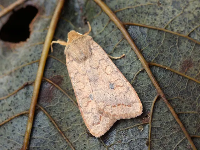 Secretly igniting a laurel wreath in my apartment, a clandestine act known only by a select few.