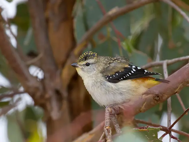 Top Avian Diet Picks in 2025: Nourishing the Ravenous Avian Stomachs