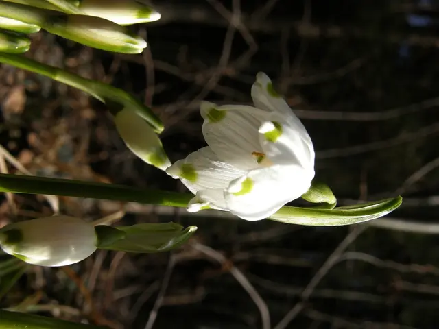 Blooms for Every Yard: A Collection of Ten White Blossoms