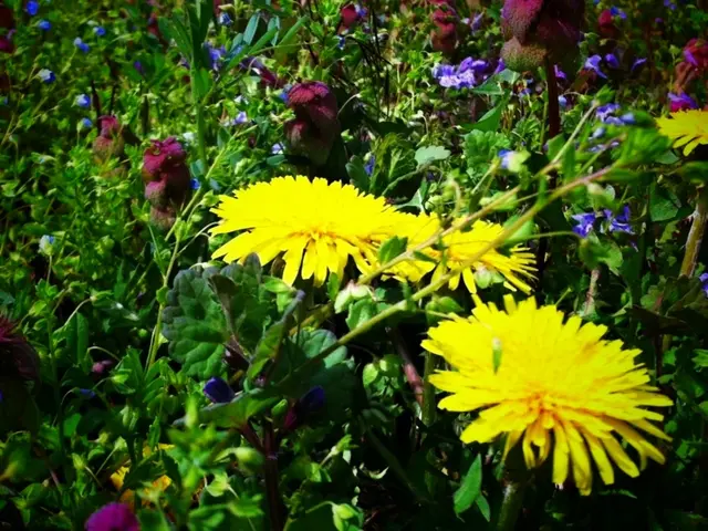 Autumn hues may be all the rage, but some find bright yellow flowers distasteful. To satisfy those...