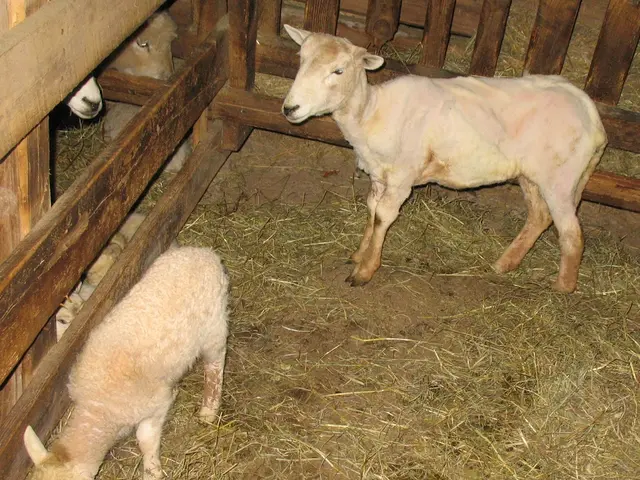 "The Belief that Animal Rights Advocacy offers no Advantage to Animals"