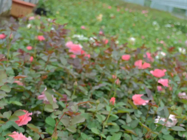 Festive Season Brings Top Plant Gift Options!