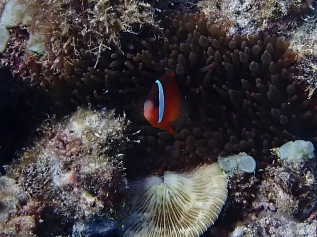 Mike's Beachfront Accommodation in Dauin