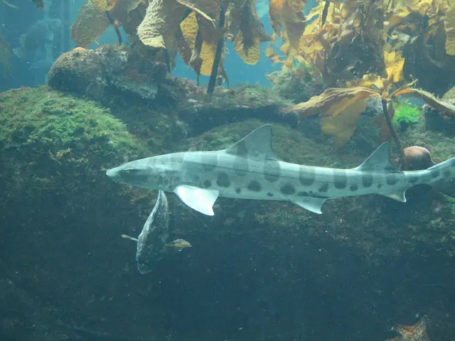 "Ninja duo takes on environmental crusade: defending the seagrass Posidonia and the black coral"