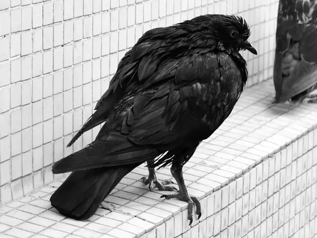 "Expert Advice: Simplified Solutions for Preventing Bird Collisions with Windows, Doors, and...