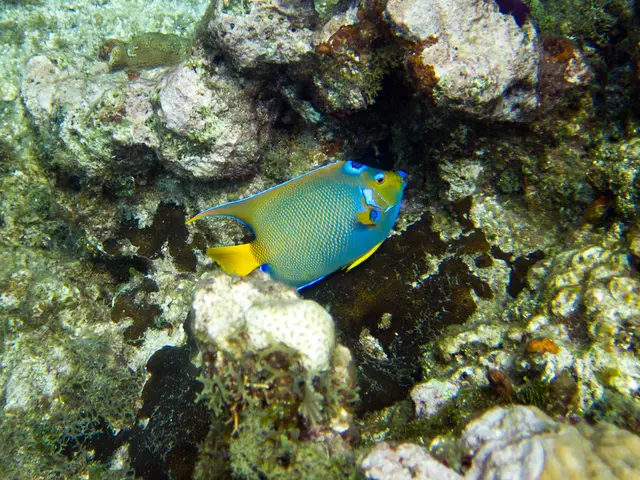 Guide to Top-Rated Scuba Diving Experiences in Grand Turk