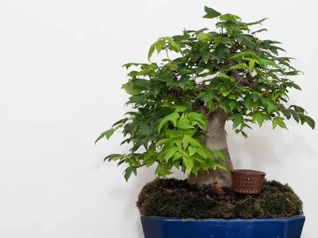 Bonsai Styling through the Cascade Method (Kengai): Guidance on Watering and Sculpting