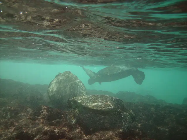In this image we can see some turtles and rocks under the water.